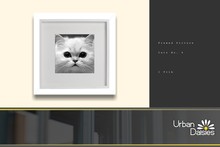 :UD: Framed Pictures - Kitten No. 4 