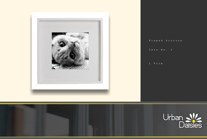 :UD: Framed Pictures - Kitten No. 2