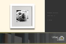 :UD: Framed Pictures - Kitten No. 2