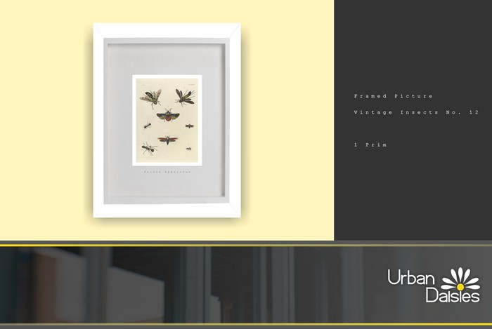:UD: Gerahmte Bilder - VINTAGE INSECTS No. 12