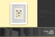 :UD: Framed Pictures - VINTAGE INSECTS No. 12