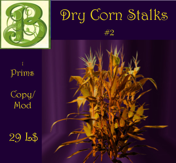 Dry Corn  Stalks