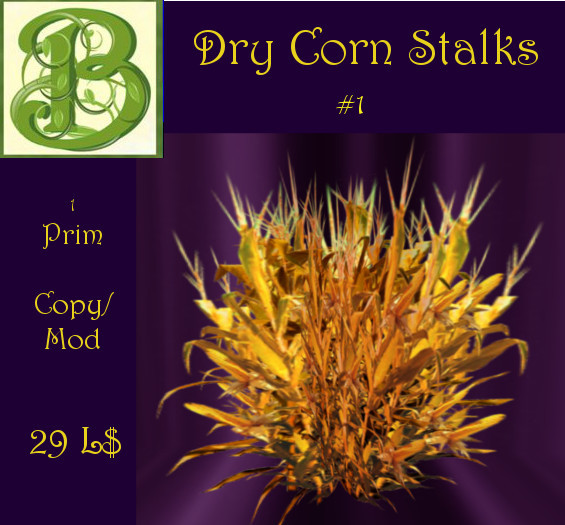 Dry Corn  Stalks 1