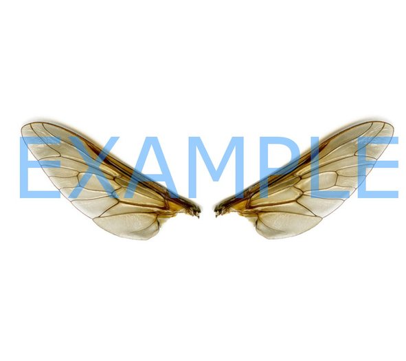 wings 6