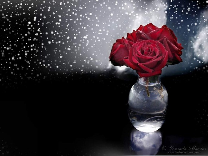 bellas flores-1024x768
