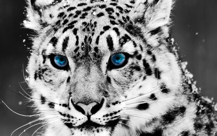 mirada_azul-1440x900