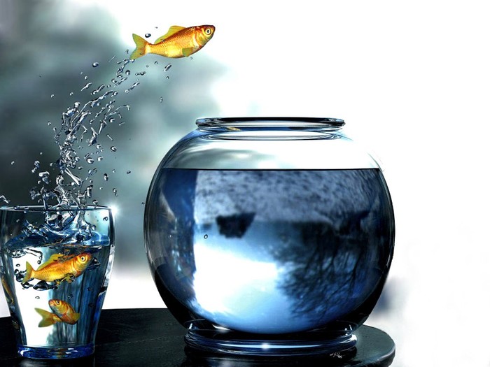 peces_acrobatas-1024x768 1