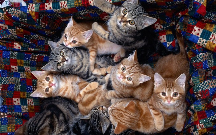 muchos_gatitos-1440x900