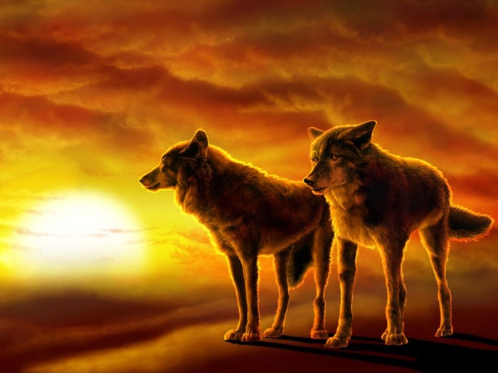 lobos_al_atardecer-1024x768