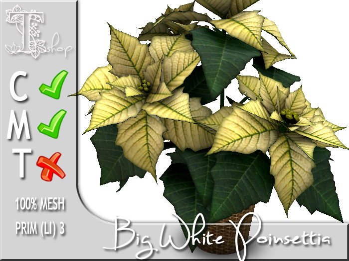 Terrashop - Big White Poinsettia 100% original mesh