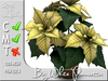 Big white poinsettia 2
