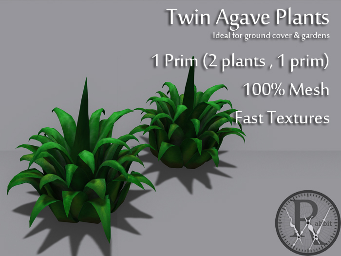 1 Prim Agave Plants -WRD-