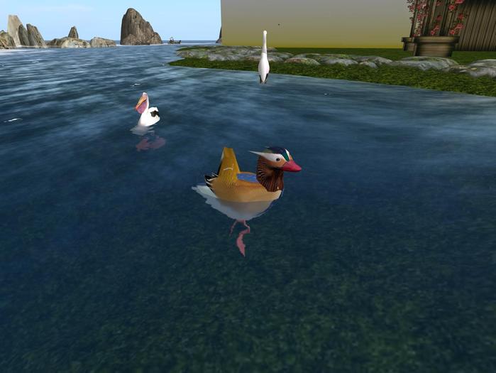duck mandarin  pato