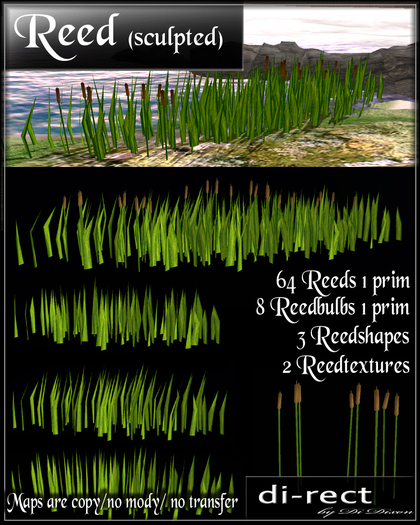Reed
