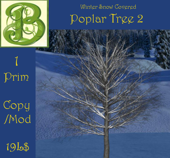 Snow covered Poplar 2