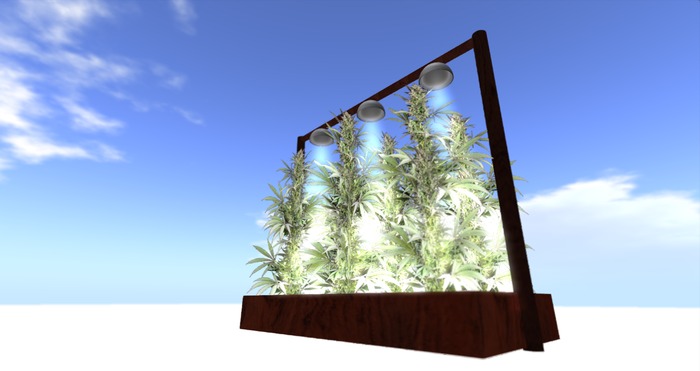 Weed Growing Plantation