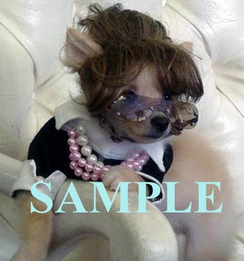 Granny Chihuahua
