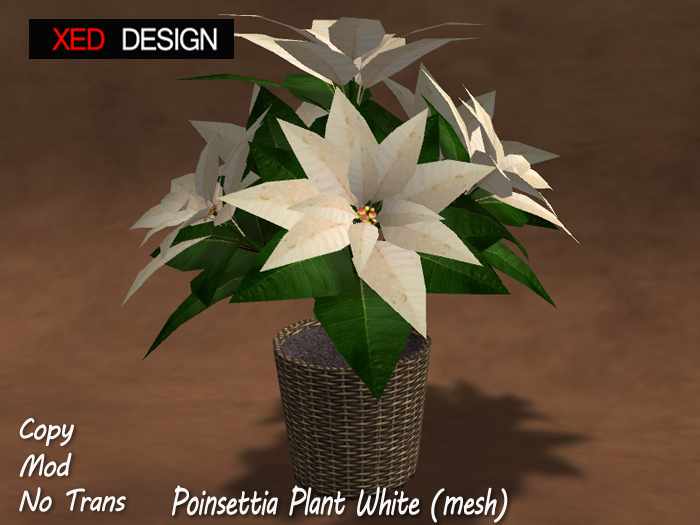 XD Poinsettia Plant White (mesh)