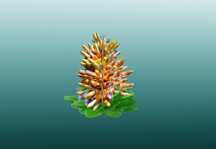 Jungle Bloom