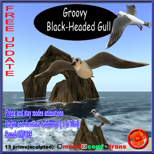 **Groovy Black-Headed Gull