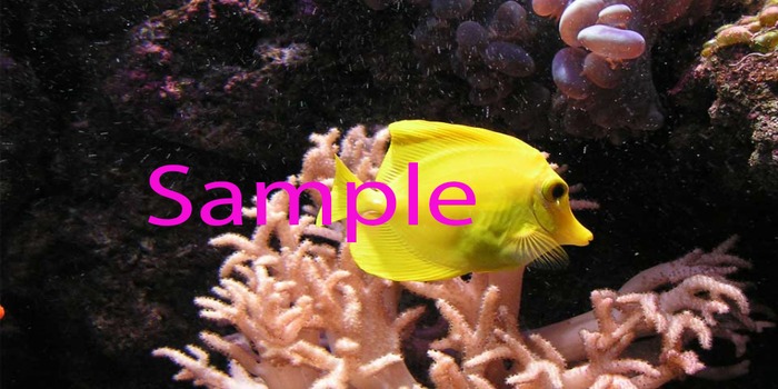 Beach Towel Yellow Tang (boxed)