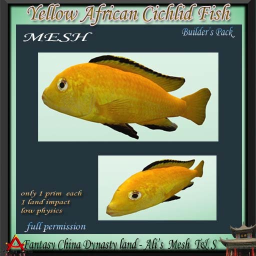  mesh yellow african cichlid fish