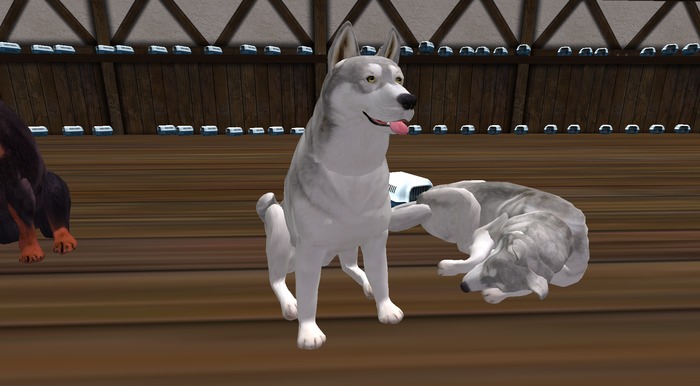 very rare FEMALE Blizzard White color coated Husky