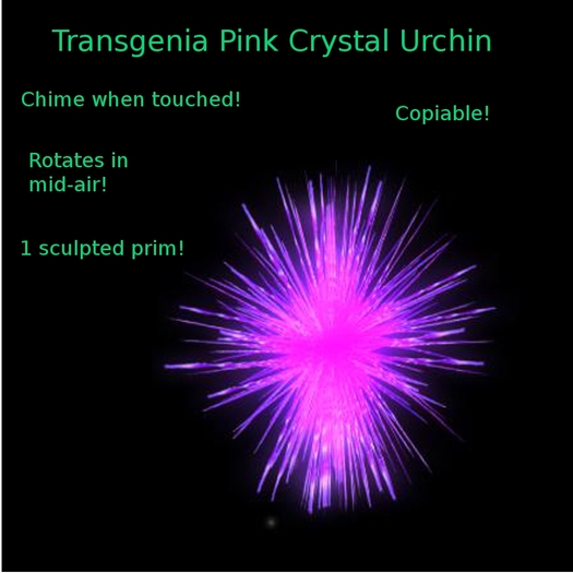 Transgenia Pink Crystal Urchin