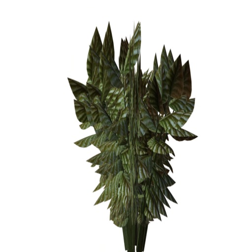Tropical Bush F