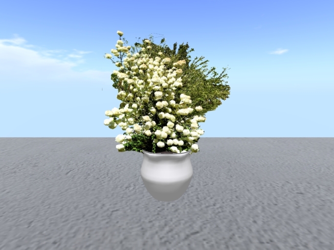 Arkad's Potted Chinese Snowball flexi plant