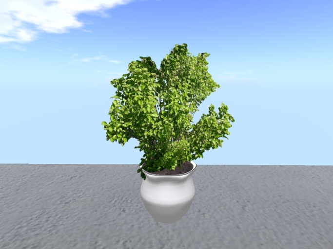 Arkad's Northern Burgundy dentatum flexi plant