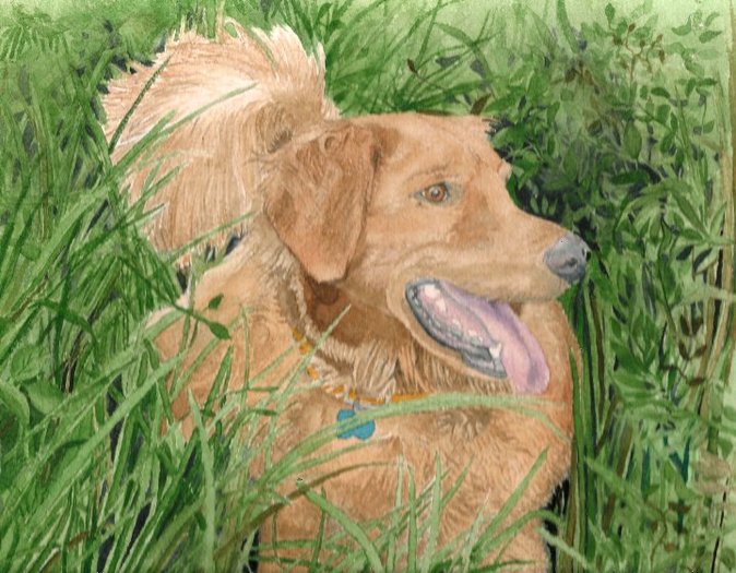Golden Retriever Conan
