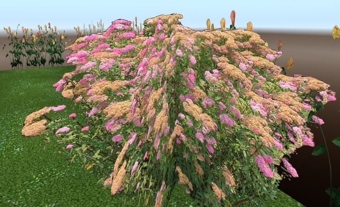 plants bumald spirea2