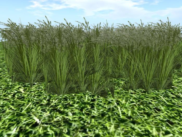 Grass_field _0_3ad37