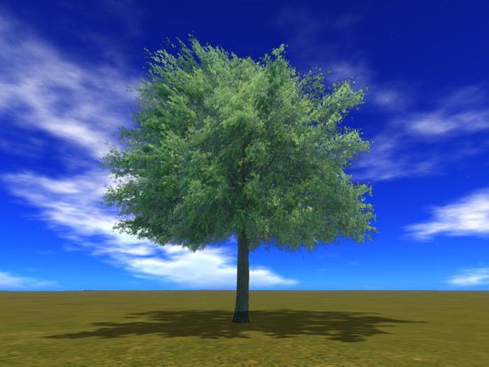 Summer Oak Tree 3 - version 2.0