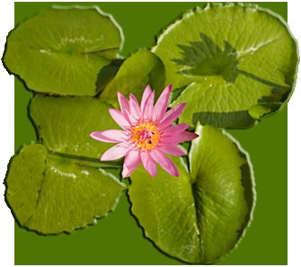 Water Lily Padsv. v.9 - a Pair - Each rotates a different direction