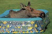 Moose Wading Pool w/ Float, Splash & Animated Water Boxed
