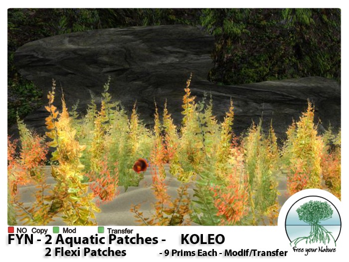 FYN -  AQUATIC - KOLEO -