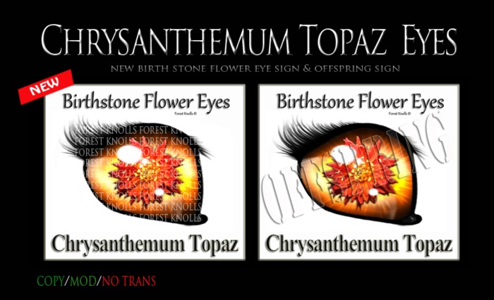 Chrysanthemum Topaz Eyes & Offspring