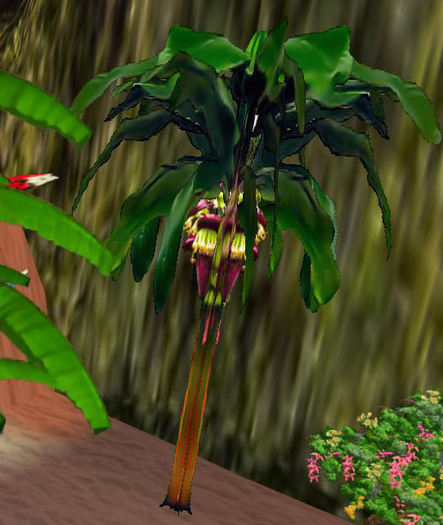 Red Musa Banana & full permission texture