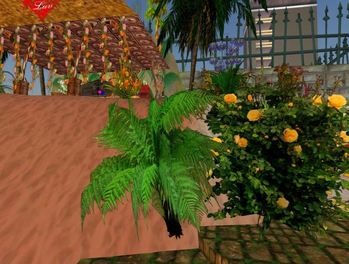 Ostrich Fern & Full Permission Texture