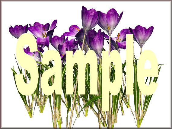 Crocus Lilac & Full Permission Texture