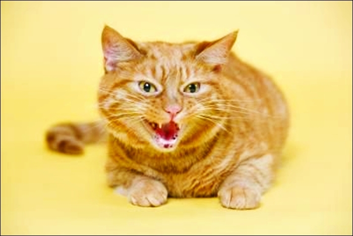40 Catfight Gestures Full Perms