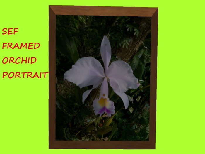 SEF FRAMED ORCHID
