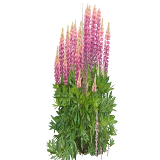 Lupine (pink)