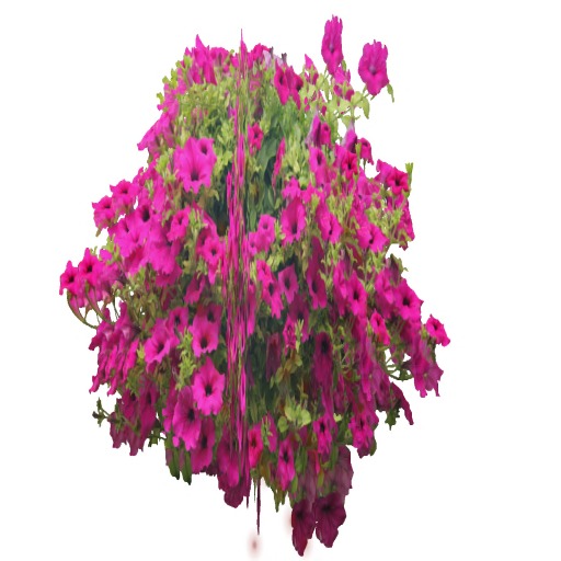 fushia Petunia