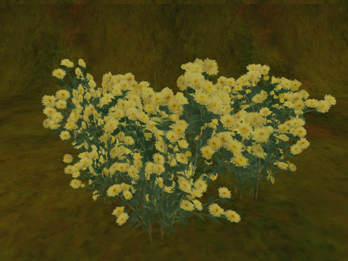 small chrysanthemum yellow