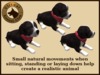 Vkc birch puppy marketplace advert 02