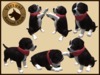 Vkc birch puppy marketplace advert 03