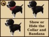 Vkc birch puppy marketplace advert 04